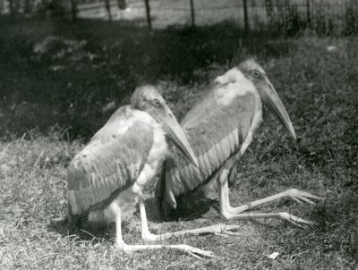 A Pair of Greater Indian Adjutant Storks Sitting at London Zoo, September 1923 by Frederick William Bond